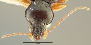 Media type: image;   Entomology 33069 Aspect: head frontal view
